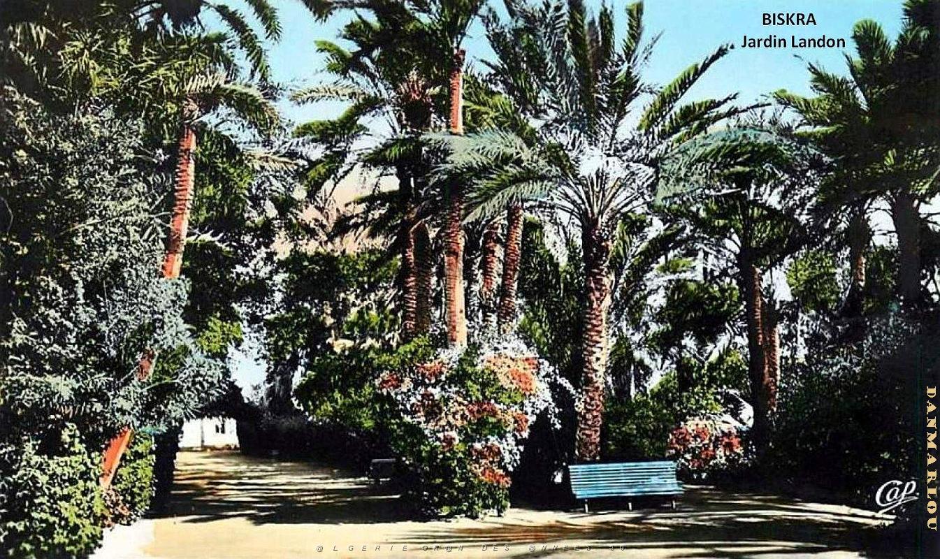 Biskra - Jardin Landon - Allee.jpg